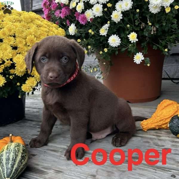 Cooper, Chocolate Labrador Retriever Puppy